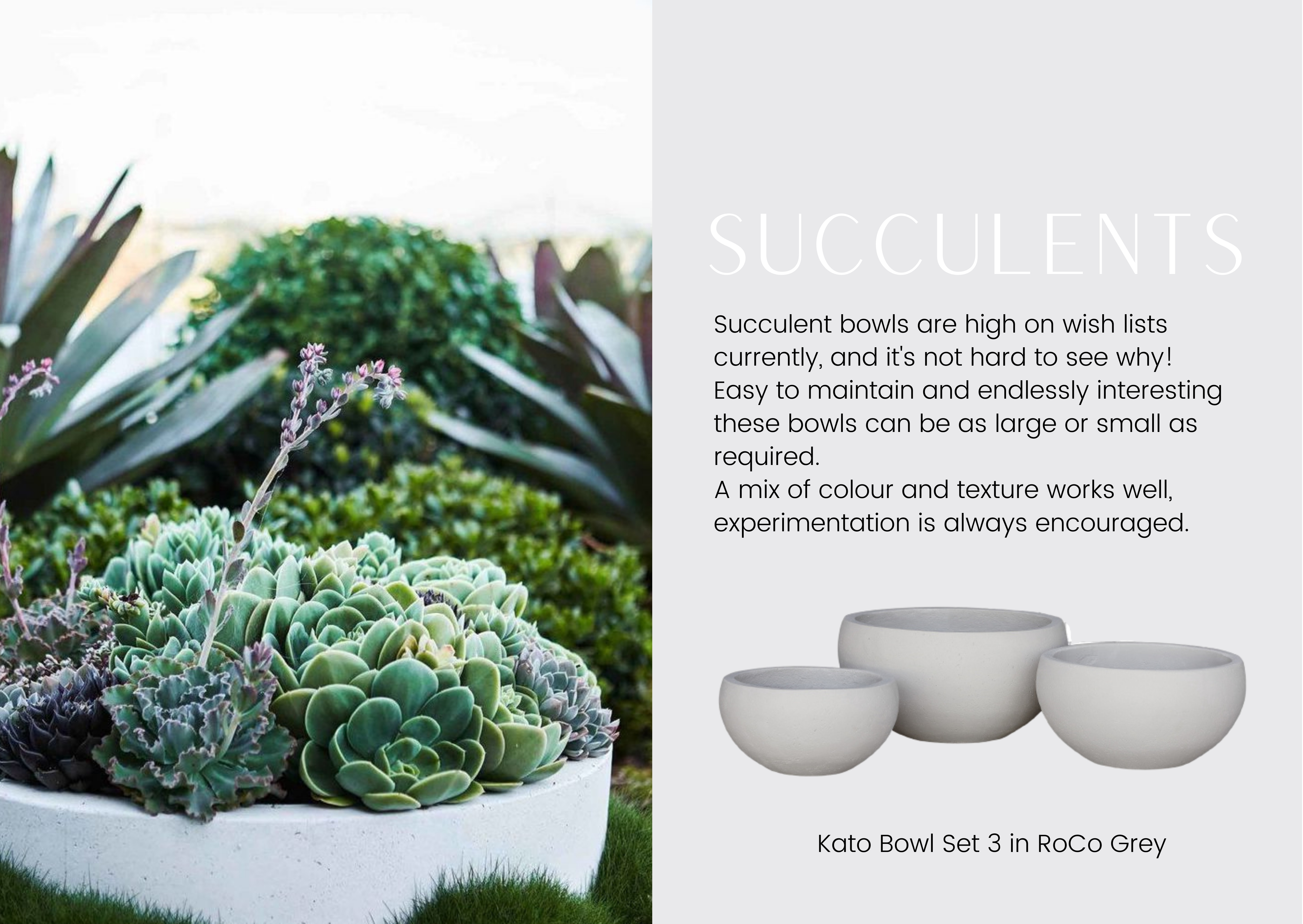 Succulents and bowl 2